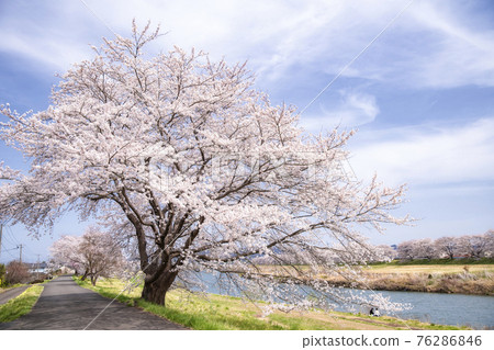 A famous place for cherry blossoms Miyagi Shiroishi River bank Ichimoku Senbonzakura A famous place for cherry blossoms Miyagi Shiroishi River bank Ichimoku Senbonzakura 76286846