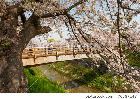 Yamazaki River Four Seasons Road Cherry Stock Photo