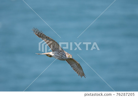 Goshawk chicks flying over the Naruto Strait in spring 76287205