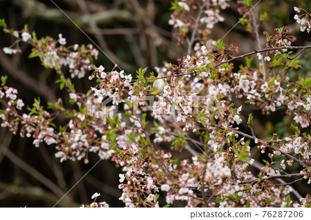 Spring, cherry blossoms and white-eye 01 76287206