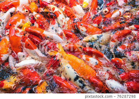 Feeding colorful koi carp fish in garden pool 76287298