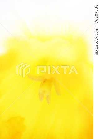 水仙花園 76287336