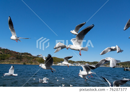 Flying seagulls Lake Hamana 76287377