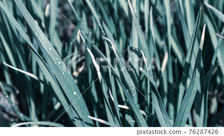Green fresh spring garlic grass grow in garden 76287426