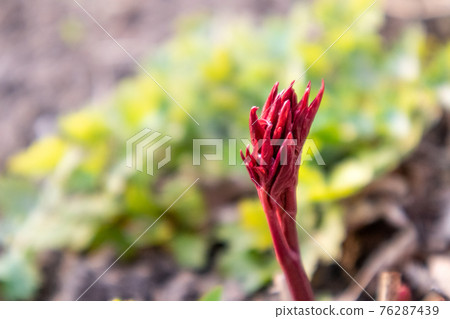Vine red young peony flower buds growing in spring Vine red young peony flower buds growing in spring 76287439