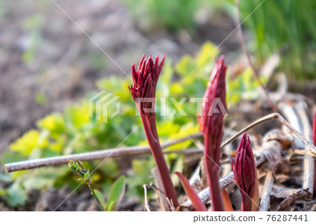 Vine red young peony flower buds growing in spring Vine red young peony flower buds growing in spring 76287441