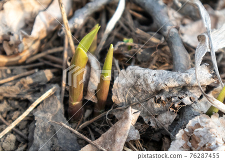 Green young spring flower buds growing from ground Green young spring flower buds growing from ground 76287455
