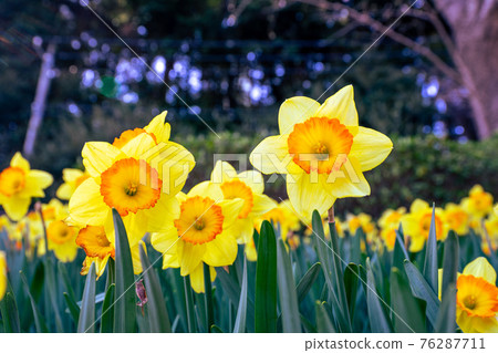 水仙花盛開的公園 76287711