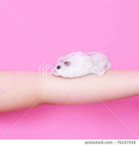 A child's hand holds a hamster on a pink background A child's hand holds a hamster on a pink background 76287838