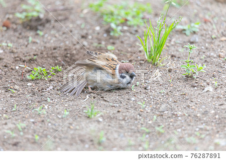 麻雀 麻雀 76287891