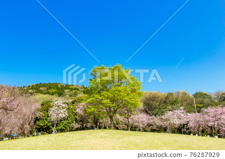 櫻花盛開的東極山水果公園<愛知縣名古屋市> 櫻花盛開的東極山水果公園<愛知縣名古屋市> 76287929