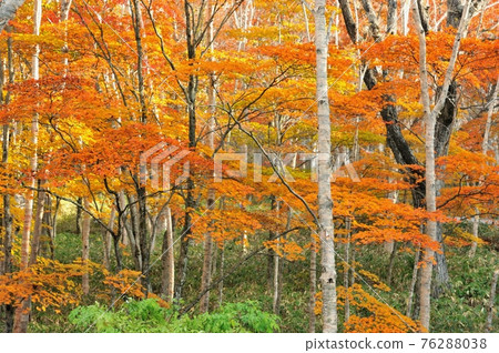 A picture of the yellow leaf forest on the slope of Mt. Akagi in autumn A picture of the yellow leaf forest on the slope of Mt. Akagi in autumn 76288038