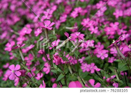 無患子科花 無患子科花 76288105