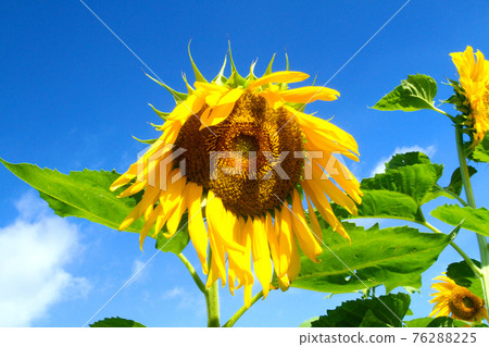 Sunflower with a bit of summer heat 76288225