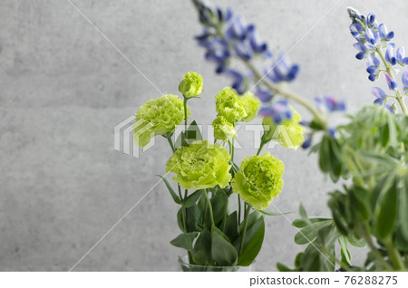 Eustoma lisianthus Eustoma lisianthus 76288275