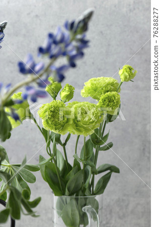 Eustoma lisianthus Eustoma lisianthus 76288277