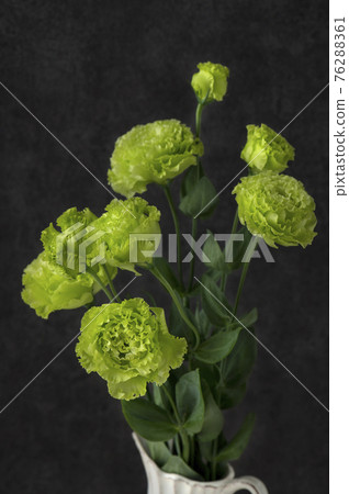 洋桔梗 洋桔梗 76288361