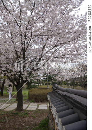Cherry Blossom 76288522
