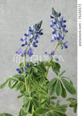  羽扇豆 76288573