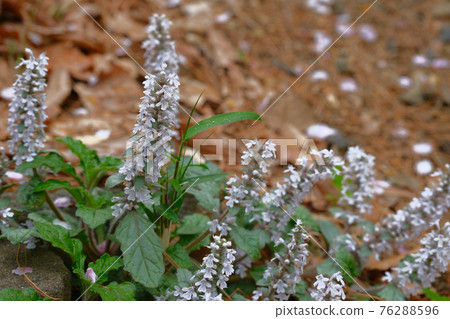 Early April, Bugleweed blooming along a forest road in Gunma Prefecture Early April, Bugleweed blooming along a forest road in Gunma Prefecture 76288596