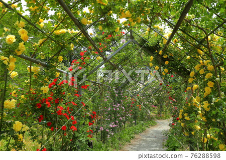 Shimoyatsubayashi, Kawajima-cho, Hiki-gun, Saitama Prefecture Rose Corridor in Heiseinomori Park 76288598