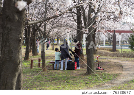 Cherry Blossom Cherry Blossom 76288677