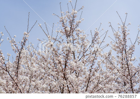 Cherry Blossom 76288857