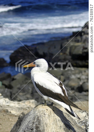 Nazca Booby, Galapagos National Park, Ecuador 76288917