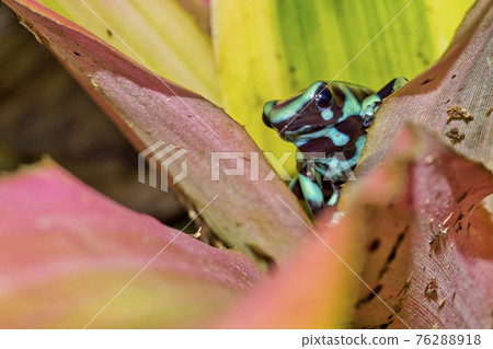 Green and Black Poison Dart Frog, Tropical Rainforest, Costa Rica 76288918