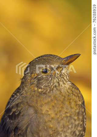 Blackbird, Mediterranean Forest, Spain 76288919