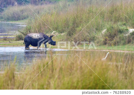 Greater One-horned Rhinoceros, Royal Bardia National Park, Nepal 76288920