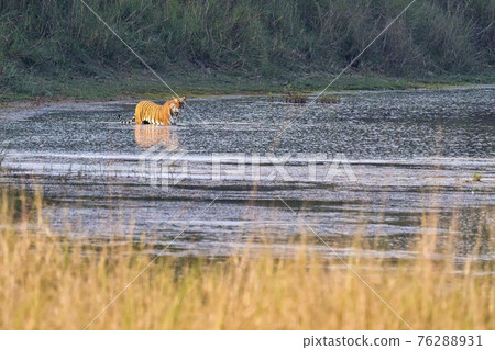 Bengal Tiger, Royal Bardia National Park, Nepal 76288931