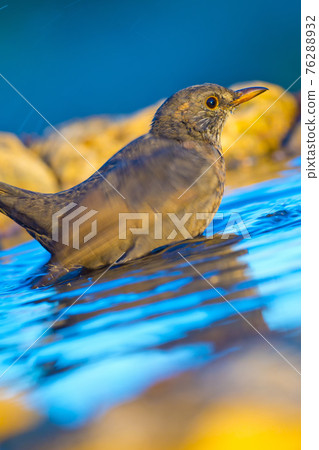 Blackbird, Forest Pond, Mediterranean Forest, Spain Blackbird, Forest Pond, Mediterranean Forest, Spain 76288932