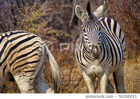 Plains Zebra, Khama Rhino Sanctuary, Botswana 76288933