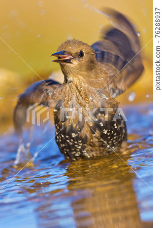 Starling, Forest Pond, Mediterranean Forest, Spain Starling, Forest Pond, Mediterranean Forest, Spain 76288937