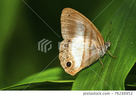 Tropical Butterfly, Napo River Basin, Amazonia, Ecuador 76288952