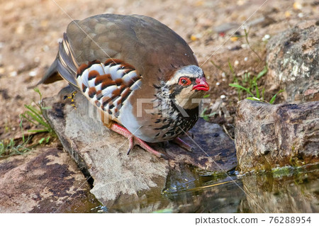 Red-legged Partridge, Monfrague National Park, Spain Red-legged Partridge, Monfrague National Park, Spain 76288954