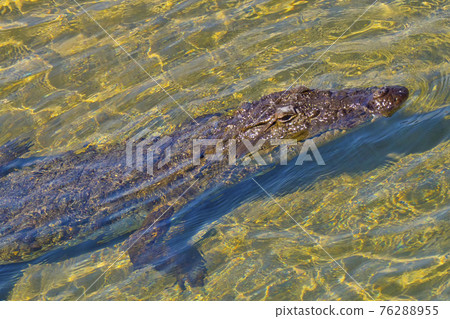 Mugger Crocodile, Royal Bardia National Park, Nepal Mugger Crocodile, Royal Bardia National Park, Nepal 76288955