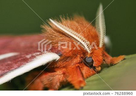 Tropical Butterfly, Napo River Basin, Amazonia, Ecuador 76288960