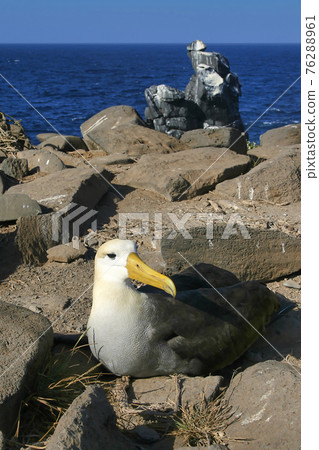 Waved Albatross, Galapagos Albatross, Galapagos National Park, Ecuador 76288961