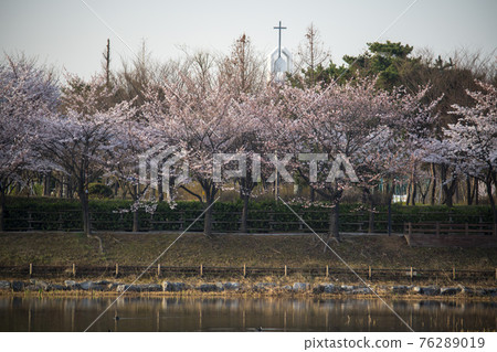 Cherry Blossom Cherry Blossom 76289019