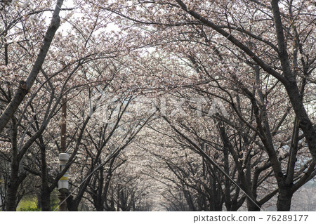 Cherry Blossom Cherry Blossom 76289177
