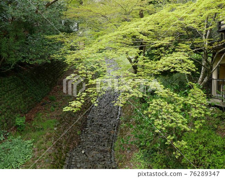 Ao Momiji in Yoro Park April 2021 Ao Momiji in Yoro Park April 2021 76289347