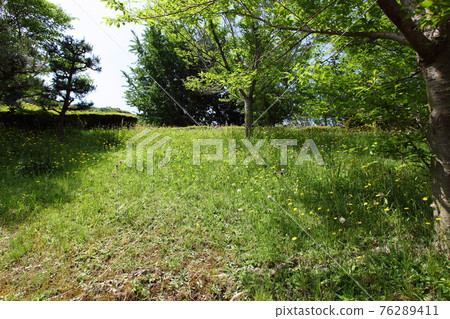 Fresh green and common dandelion 76289411