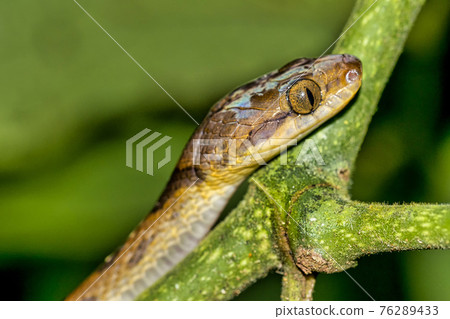 Blunthead Tree Snake, Napo River Basin, Amazonia, Ecuador 76289433