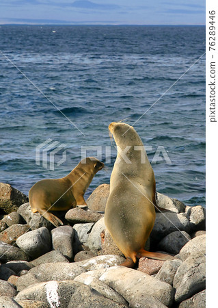 Galapagos Sea Lion, Galapagos National Park, Ecuador 76289446