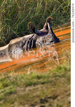 Greater One-horned Rhinoceros, Royal Bardia National Park, Nepal Greater One-horned Rhinoceros, Royal Bardia National Park, Nepal 76289474
