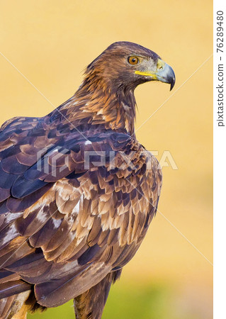 Golden Eagle, Mediterranean Forest, Spain 76289480
