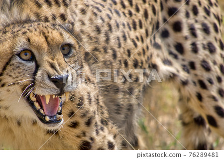 Cheetah, Acinonyx jubatus, South Africa 76289481