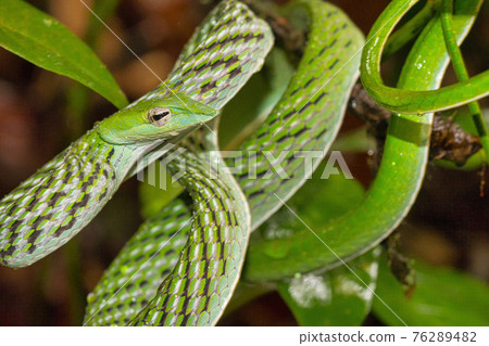 Green Vine Snake, Long-nosed Whip Snake, Sinharaja National Park Rain Forest, Sri Lanka 76289482